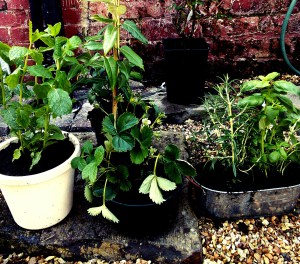 mint, strawberry, rosemary, basil